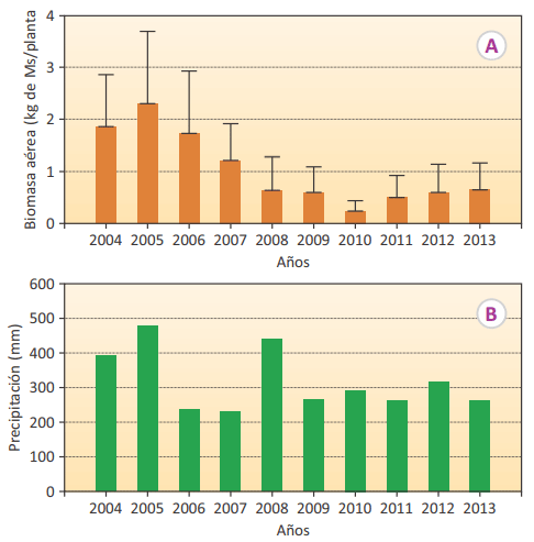 Figura 3. A) Variación de la biomasa aérea de Atriplex nummularia en plantas sometidas a una cosecha anual. B) Precipitación anual entre dos fechas de cosecha.