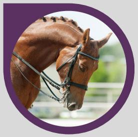 CABALLOS