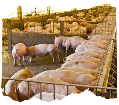 ESTRÉS OXIDATIVO EN PRODUCCIÓN ANIMAL: CÓMO SE GENERA Y PROPUESTAS PARA REDUCIRLO