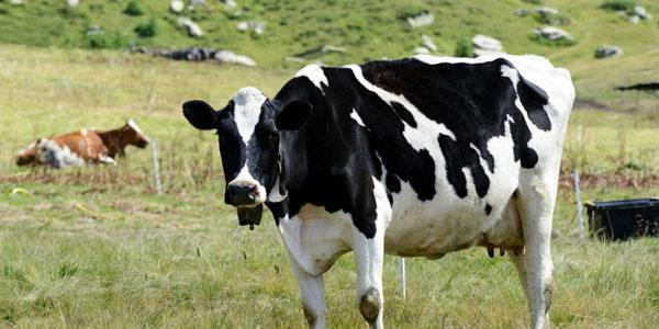 Conceptos y estrategias nutricionales para aumentar eficiencia de uso de nitrógeno en vacuno lechero