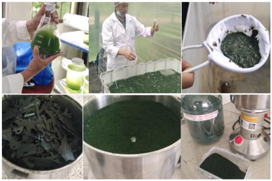 Anexo 1. Producción de la espirulina (Arthrospira platensis) en el Centro de Biotecnología agropecuario. SENA (Mosquera)