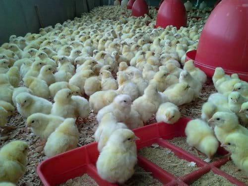 Bienestar Animal en aves y su impacto en la productividad - Image 2