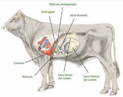Reticuloperitonitis a cuerpo extraño - Image 1