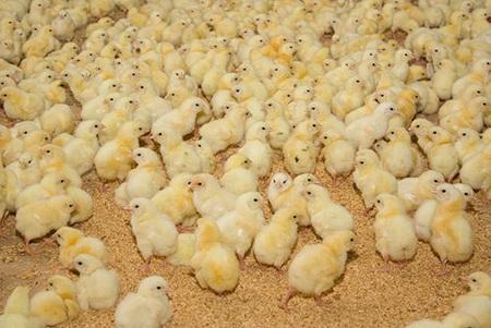 Importancia de la fibra en dietas de aves en el período inicial - Image 2