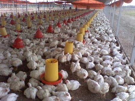 Importancia de la fibra en dietas de aves en el período inicial - Image 3