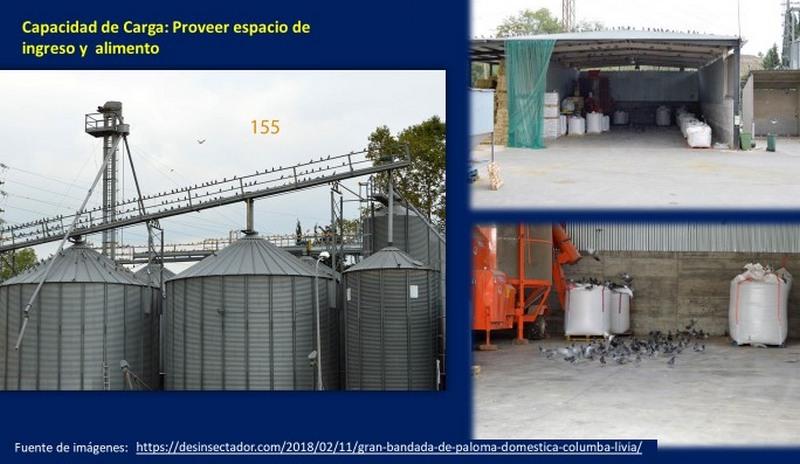 Capacidad de carga en el control de plagas - Image 10