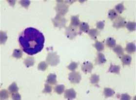 Conceptos prácticos para el control de la Anaplasmosis bovina con énfasis en investigaciones en Colombia. - Image 1