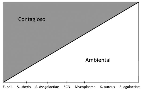 Importancia del manejo de vaca en seca para disminuir problemas de mastitis - Image 1