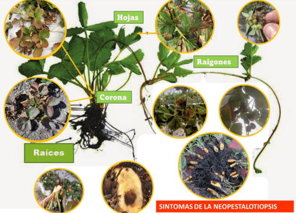 NEOPESTALOTIOPSIS EN CULTIVO DE FRESA (SECADERA DE LA FRESA), UNA ENFERMEDAD MUY AGRESIVA Y PATÓGENA. - Image 3