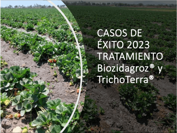 NEOPESTALOTIOPSIS EN CULTIVO DE FRESA (SECADERA DE LA FRESA), UNA ENFERMEDAD MUY AGRESIVA Y PATÓGENA. - Image 9