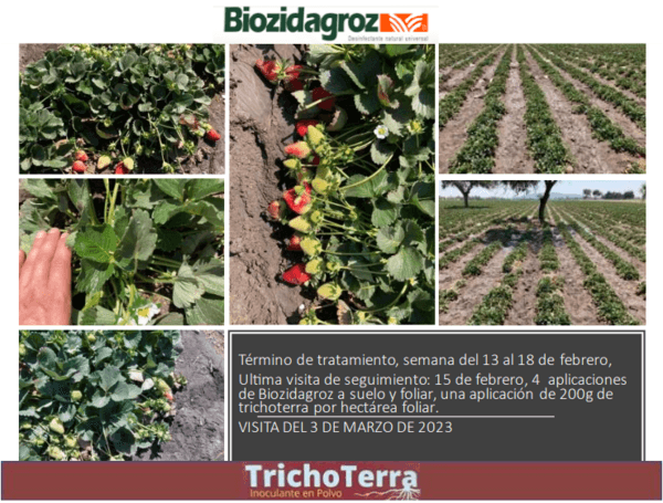 NEOPESTALOTIOPSIS EN CULTIVO DE FRESA (SECADERA DE LA FRESA), UNA ENFERMEDAD MUY AGRESIVA Y PATÓGENA. - Image 3