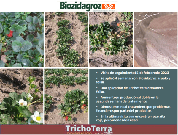 NEOPESTALOTIOPSIS EN CULTIVO DE FRESA (SECADERA DE LA FRESA), UNA ENFERMEDAD MUY AGRESIVA Y PATÓGENA. - Image 2