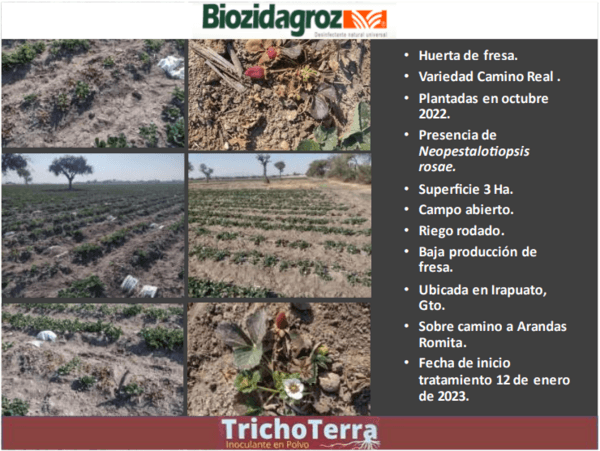 NEOPESTALOTIOPSIS EN CULTIVO DE FRESA (SECADERA DE LA FRESA), UNA ENFERMEDAD MUY AGRESIVA Y PATÓGENA. - Image 1