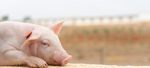 Verano y altas temperaturas: tomamos medidas para evitar el impacto del estrés término en la alimentación - Image 1