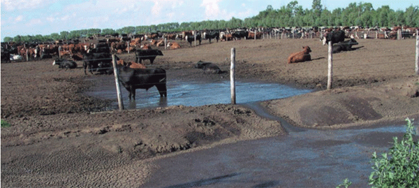 Manejo integrado de moscas en sistemas ganaderos intensivos - Image 15