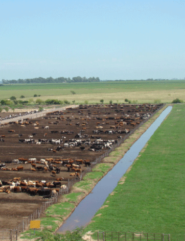 Manejo integrado de moscas en sistemas ganaderos intensivos - Image 39