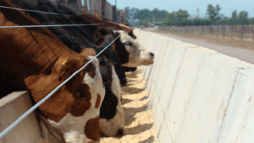 Manejo integrado de moscas en sistemas ganaderos intensivos - Image 33