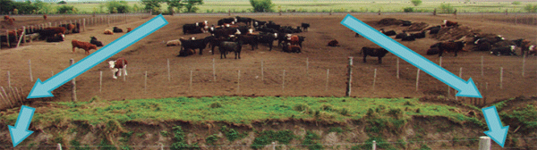 Manejo integrado de moscas en sistemas ganaderos intensivos - Image 13