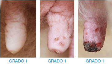 Manejo integrado de moscas en sistemas ganaderos intensivos - Image 6
