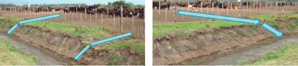 Manejo integrado de moscas en sistemas ganaderos intensivos - Image 14