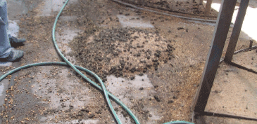 Manejo integrado de moscas en sistemas ganaderos intensivos - Image 18