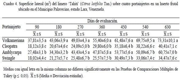Crecimiento del limero ‘Tahití’ (Citrus latifolia Tan.) y desarrollo del fruto sobre cuatro portainjertos en un huerto frutal ubicado en el Municipio Palavecino, estado Lara, Venezuela - Image 4