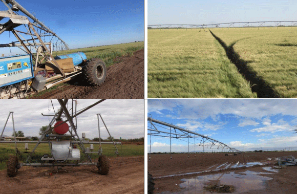 TRIGO. Demostración gráfica para establecer el cultivo de Triticum aestivum con riego agrícola, implementando un paquete tecnológico y prácticas agronómicas sostenibles. Cuatro de siete - Image 9