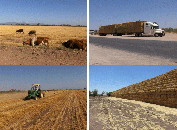 TRIGO. Demostración gráfica para establecer el cultivo de Triticum aestivum con riego agrícola, implementando un paquete tecnológico y prácticas agronómicas sostenibles. Cuatro de siete - Image 15