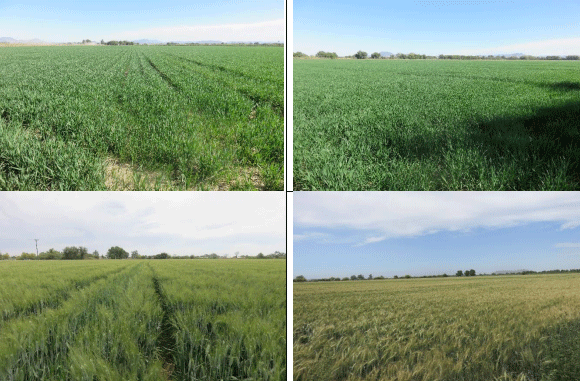 Diferentes etapas fenológicas de embuche, formación de espiga y polinización y madurez.