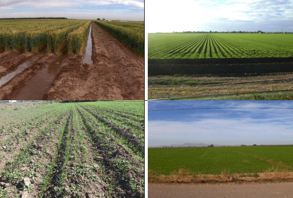 TRIGO. Demostración gráfica para establecer el cultivo de Triticum aestivum con riego agrícola, implementando un paquete tecnológico y prácticas agronómicas sostenibles. Cuatro de siete - Image 4