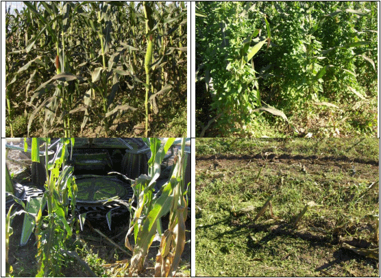 MAÍZ. Demostración gráfica para establecer el cultivo de Zea mays con riego agrícola, implementando un paquete tecnológico y prácticas agronómicas sostenibles. Seis de siete - Image 3