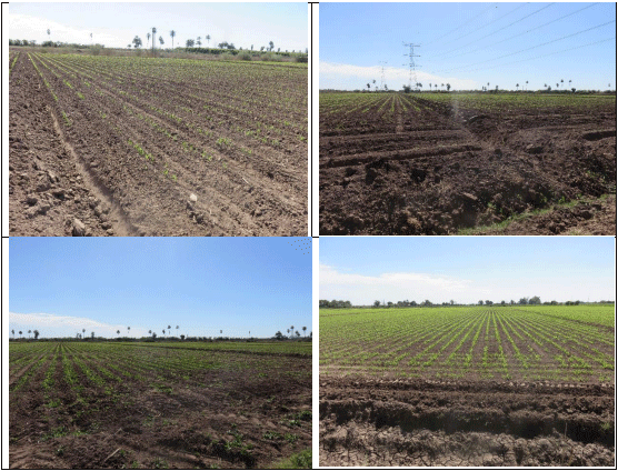 MAÍZ. Demostración gráfica para establecer el cultivo de Zea mays con riego agrícola, implementando un paquete tecnológico y prácticas agronómicas sostenibles. Seis de siete - Image 7