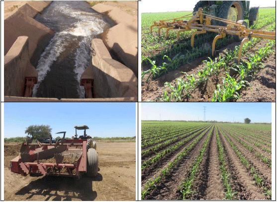 MAÍZ. Demostración gráfica para establecer el cultivo de Zea mays con riego agrícola, implementando un paquete tecnológico y prácticas agronómicas sostenibles. Seis de siete - Image 2