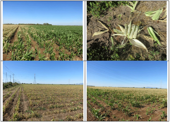 MAÍZ. Demostración gráfica para establecer el cultivo de Zea mays con riego agrícola, implementando un paquete tecnológico y prácticas agronómicas sostenibles. Seis de siete - Image 4