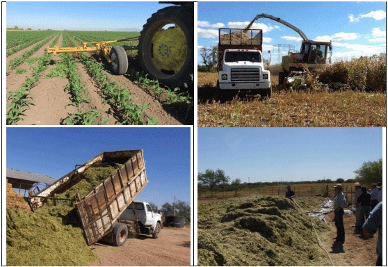 MAÍZ. Demostración gráfica para establecer el cultivo de Zea mays con riego agrícola, implementando un paquete tecnológico y prácticas agronómicas sostenibles. Seis de siete - Image 1