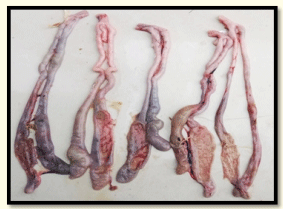 Figura 3: Grupo Biococcin 500: Fotografía que muestra hemorragias leves, abombamiento de los ciegos