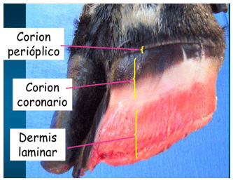 Figura 5. Diferentes tipos de corión de la pezuña. Fuente Rutter