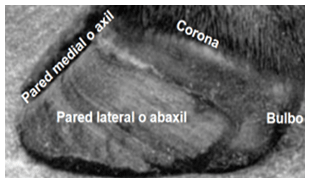 Conoce la pezuña de tu vaca | Engormix