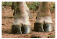 Conoce la pezuña de tu vaca | Engormix