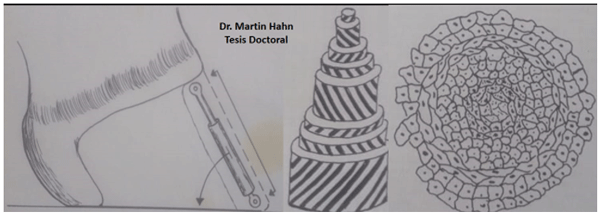Figura 6. Disposición de los túbulo en la pared y Corte longitudinal y transversal de un túbulo Fuente: Martin Hahn