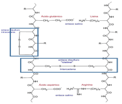 Figura 11. Estructura de la queratina. Fuente Propis