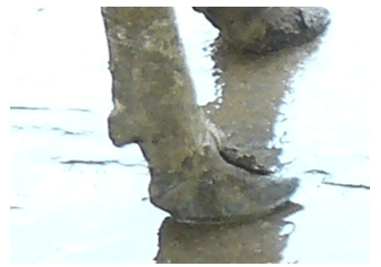 Conoce la pezuña de tu vaca | Engormix