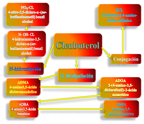 Figura 7: Biodisponibilidad y Biotransformación del Clembuterol en bovinos y posibles rutas metabólicas del Clembuterol en las diferentes estructuras del bovino: hígado principalmente, páncreas, riñón, y pulmón a nivel del sistema nervioso y glándulas suprarrenal, según Fiems (1987), Zalko 1997 a y b y Caicedo et al., 2011 y 2021. 