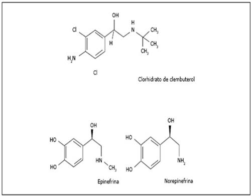 Figura 2: Comparación de la estructura química de tres componentes llamados fenetanolaminas dos producidos fisiológicamente producidos por el organismo: la Epinefrina y Norepinefrina y un componente sintético llamado clembuterol, este se caracteriza por tener dos átomos de cloro-Cl en su estructura, el cual, le da una acción prolongada. (Tomado de Valladares et al., 2015). 