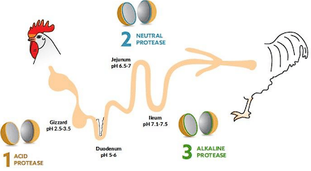 Concepto único de multiproteasa para mejorar la utilización de proteínas - Image 1