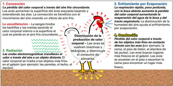 Figura 1. Mecanismos del ave para eliminar el calor.