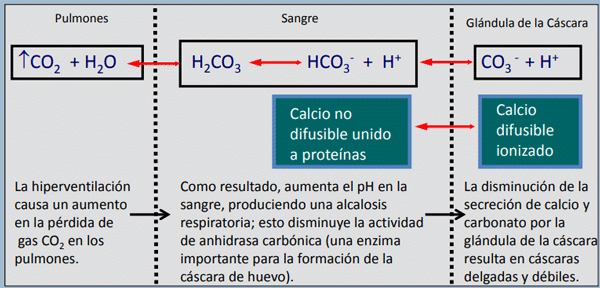 Figura 3. Demonstración de la interrupción del balance del ácido/base causado por el estrés por calor.