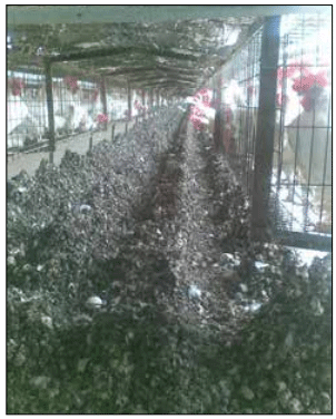 Figura 11. La acumulación de gallinaza reduce la ventilación en las jaulas. 