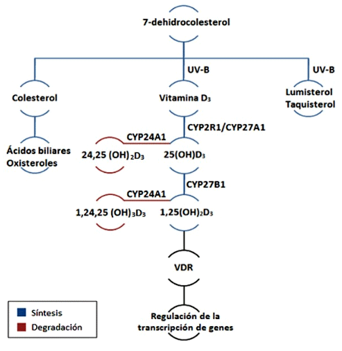 Figura 1 Vitamina D3, metabolitos y metabolismo. La síntesis endógena de vitamina D3 se produce cuando el precursor del colesterol, 7-dehidrocolesterol se expone a la radiación UV-B. Esta reacción no enzimática produce pre-vitamina D3 (no mostrada) que se isomeriza rápidamente a vitamina D3. Sin embargo, con la exposición continua a los rayos UV-B, la mayor parte de la pre-vitamina D3 se convierte en lumisterol y taquisterol que no tienen función endocrina conocida. Los ácidos biliares y los oxisteroles son otros derivados importantes del colesterol con funciones endocrinas. Independientemente de la fuente de obtención, las enzimas hidroxilasas (CYP2R1 y CYP27A1) convierten la vitamina D3 en 25(OH)D3 en el hígado y la CYP27B1 produce 1,25(OH)2D3 en los riñones (u otros sitios). La 1,25(OH)2D3 es el ligando de alta afinidad al receptor de vitamina D (VDR) nuclear. CYP24A1 cataliza reacciones de hidroxilación que conducen a la degradación tanto de 25(OH)D3 y 1,25(OH)2D3.