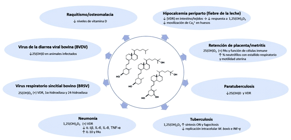 La vitamina D en la salud y en las patologías del bovino: un enfoque no clásico - Image 1